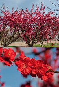 Early Red Flowering Peach